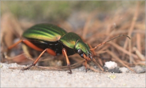 <p>STŘEVLÍK ZLATÝ (Carabus auratus) Šluknovsko - Knížecí ---- /golden ground beetle - Goldlaufkäfer/</p>
